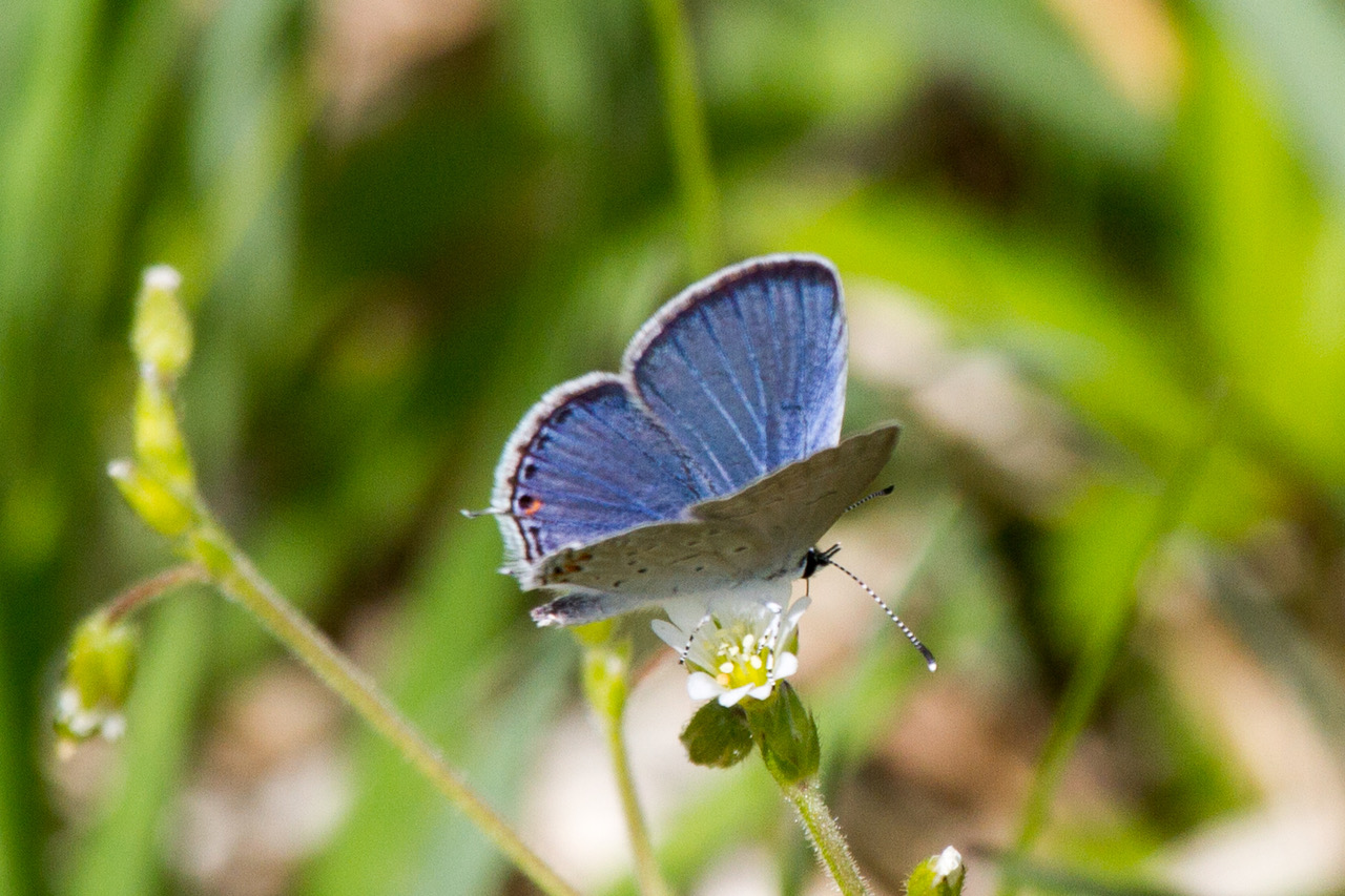 Eastern Tailed Blue 3