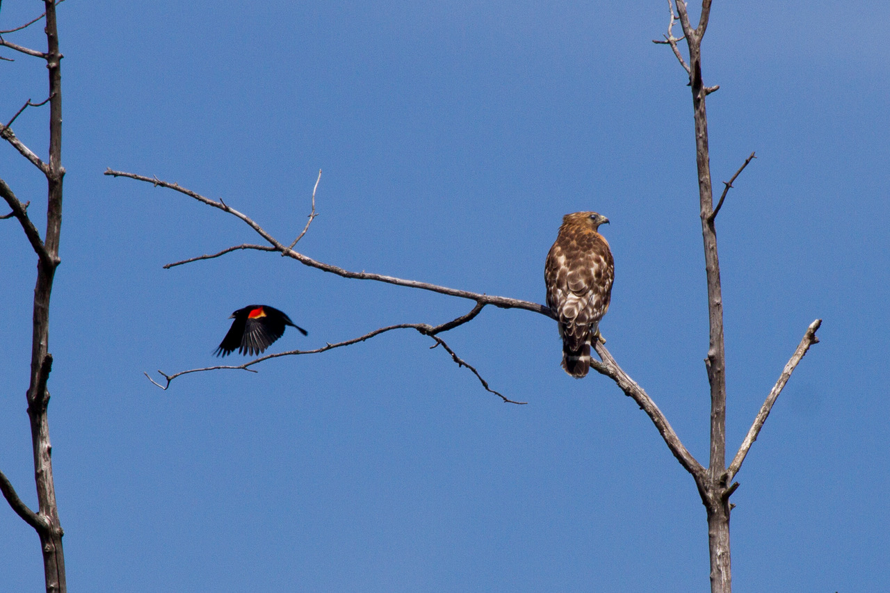 Red-winged Black Bird -vs - Red shouldered Hawk 3