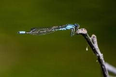 Bluet Damselfly