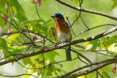 Eastern Bluebird 2