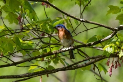 Eastern Bluebird