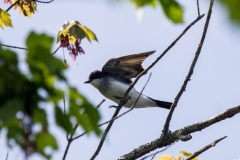 Eastern Kingbird 2