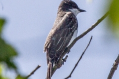 Eastern Kingbird