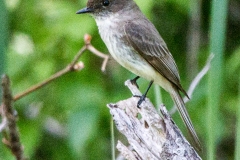 Eastern Phoebe