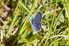 Eastern Tailed Blue 2