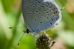 Eastern Tailed Blue