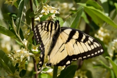 Eastern Tiger Swallow