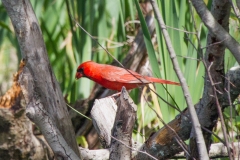 Northern Cardinal