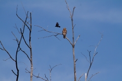 Red-winged Black Bird -vs - Red shouldered Hawk 2