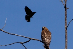 Red-winged Black Bird -vs - Red shouldered Hawk 4