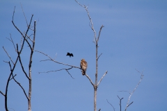 Red-winged Black Bird -vs - Red shouldered Hawk 5