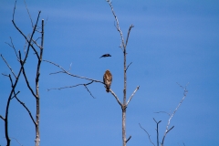Red-winged Black Bird -vs - Red shouldered Hawk 6