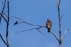 Red-winged Black Bird -vs - Red shouldered Hawk