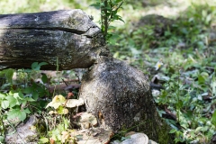 Land-trust-and-Great-Swamp-11