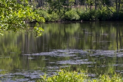 Land-trust-and-Great-Swamp-2