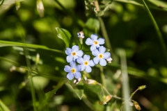 Land-trust-and-Great-Swamp-5