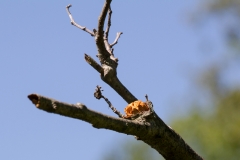 Land-trust-and-Great-Swamp-8