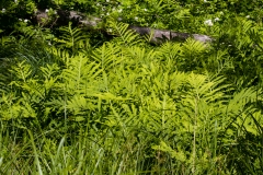 Land-trust-and-Great-Swamp-9