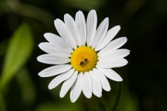 Land-trust-and-Great-Swamp