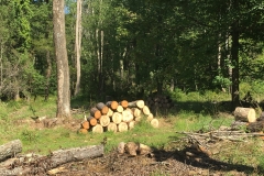 Nature Hike at Deer Pond Farm 2018