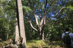 Nature Hike at Deer Pond Farm 2018