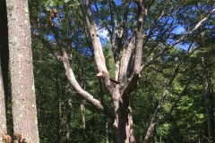 Nature Hike at Deer Pond Farm 2018