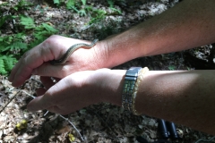 Nature Hike at Deer Pond Farm 2018