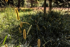 Nature Hike at Deer Pond Farm 2018