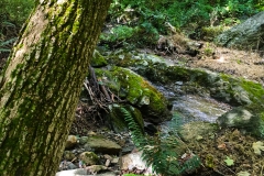 Nature Hike at Deer Pond Farm 2018