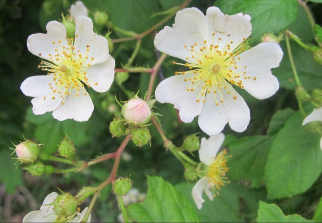 Invasive Multiflora Rose