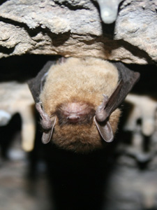 Little Brown Bat